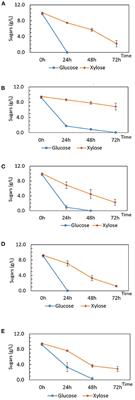 Removing carbon catabolite repression in Parageobacillus thermoglucosidasius DSM 2542